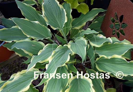 Hosta Kinky Boots